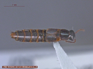  ( - UAM:Ento:237030)  @12 [ ] CreativeCommons - Attribution Non-Commercial No Derivatives (2015) Derek Sikes University of Alaska Museum