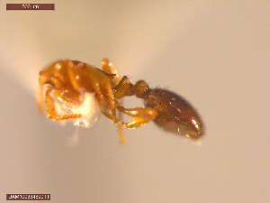  ( - UAM:Ento:235548)  @11 [ ] CreativeCommons  Attribution Non-Commercial No Derivatives (2021) Derek Sikes University of Alaska Museum