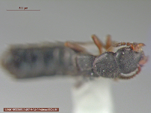  ( - UAM:Ento:237267)  @12 [ ] CreativeCommons - Attribution Non-Commercial No Derivatives (2015) Derek Sikes University of Alaska Museum