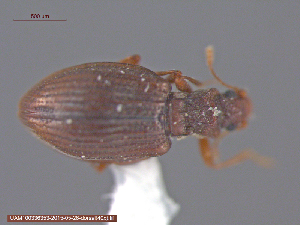  ( - UAM:Ento:237578)  @11 [ ] CreativeCommons - Attribution Non-Commercial No Derivatives (2015) Derek Sikes University of Alaska Museum