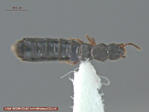  ( - UAM:Ento:237914)  @12 [ ] CreativeCommons - Attribution Non-Commercial No Derivatives (2015) Derek Sikes University of Alaska Museum