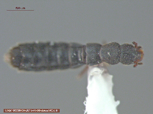 ( - UAM:Ento:237915)  @12 [ ] CreativeCommons - Attribution Non-Commercial No Derivatives (2015) Derek Sikes University of Alaska Museum