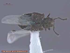  ( - UAM:Ento:239111)  @13 [ ] CreativeCommons - Attribution Non-Commercial No Derivatives (2015) Derek Sikes University of Alaska Museum
