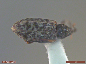  ( - UAM:Ento:242403)  @11 [ ] CreativeCommons  Attribution Non-Commercial No Derivatives (2018) Derek Sikes University of Alaska Museum