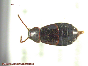  (Arpedium brachypterum - UAM:Ento:242471)  @13 [ ] CreativeCommons - Attribution Non-Commercial No Derivatives (2014) Derek Sikes University of Alaska Museum