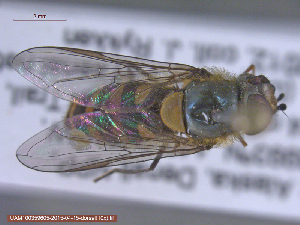  ( - UAM:Ento:287604)  @12 [ ] CreativeCommons - Attribution Non-Commercial No Derivatives (2015) Derek Sikes University of Alaska Museum