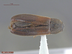  ( - UAM:Ento:313743)  @12 [ ] CreativeCommons  Attribution Non-Commercial No Derivatives (2016) Derek Sikes University of Alaska Museum