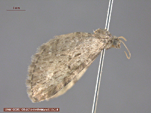 (Eupithecia n sp - KWP:Ento:15098)  @12 [ ] CreativeCommons - Attribution Non-Commercial No Derivatives (2015) Derek Sikes University of Alaska Museum