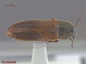  ( - UAM:Ento:299033)  @12 [ ] CreativeCommons  Attribution Non-Commercial No Derivatives (2016) Derek Sikes University of Alaska Museum