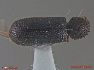  ( - UAM:Ento:307191)  @11 [ ] CreativeCommons  Attribution Non-Commercial No Derivatives (2018) Derek Sikes University of Alaska Museum