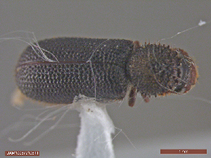  ( - UAM:Ento:312132)  @11 [ ] CreativeCommons  Attribution Non-Commercial No Derivatives (2018) Derek Sikes University of Alaska Museum