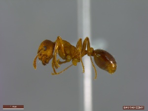  ( - UAM:Ento:354361)  @11 [ ] CreativeCommons  Attribution Non-Commercial No Derivatives (2023) Derek Sikes University of Alaska Museum