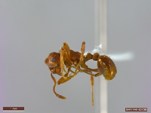  ( - UAM:Ento:364107)  @11 [ ] CreativeCommons  Attribution Non-Commercial No Derivatives (2023) Derek Sikes University of Alaska Museum