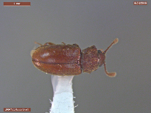  ( - UAM:Ento:367936)  @11 [ ] CreativeCommons  Attribution Non-Commercial No Derivatives (2019) Derek Sikes University of Alaska Museum