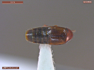  ( - UAM:Ento:369014)  @11 [ ] CreativeCommons  Attribution Non-Commercial No Derivatives (2019) Derek Sikes University of Alaska Museum