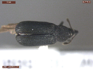  (Magdalis sp - UAM:Ento:371689)  @11 [ ] CreativeCommons  Attribution Non-Commercial No Derivatives (2019) Derek Sikes University of Alaska Museum