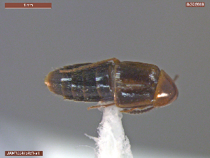  ( - UAM:Ento:381769)  @11 [ ] CreativeCommons  Attribution Non-Commercial No Derivatives (2019) Derek Sikes University of Alaska Museum