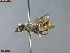  ( - UAM:Ento:481950)  @11 [ ] CreativeCommons  Attribution Non-Commercial No Derivatives (2023) Derek Sikes University of Alaska Museum