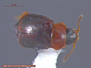  ( - UAM:Ento:121928)  @13 [ ] CreativeCommons - Attribution Non-Commercial No Derivatives (2014) Derek Sikes University of Alaska Museum