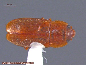  ( - UAM:Ento:122357)  @13 [ ] CreativeCommons - Attribution Non-Commercial No Derivatives (2014) Derek Sikes University of Alaska Museum