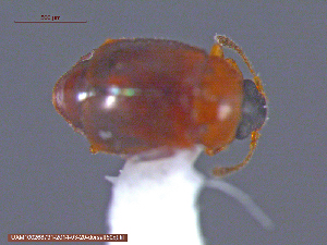  ( - UAM:Ento:146563)  @12 [ ] CreativeCommons - Attribution Non-Commercial No Derivatives (2014) Derek Sikes University of Alaska Museum