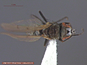  ( - UAM:Ento:232285)  @12 [ ] CreativeCommons - Attribution Non-Commercial No Derivatives (2014) Derek Sikes University of Alaska Museum