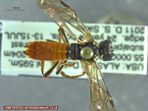  ( - UAM:Ento:232843)  @13 [ ] CreativeCommons - Attribution Non-Commercial No Derivatives (2014) Derek Sikes University of Alaska Museum