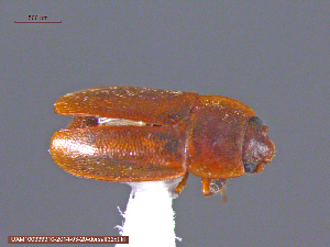  ( - UAM:Ento:241261)  @13 [ ] CreativeCommons - Attribution Non-Commercial No Derivatives (2014) Derek Sikes University of Alaska Museum