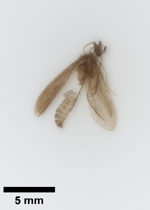  ( - UCOL_0337)  @11 [ ] CreativeCommons  Attribution Non-Commercial Share-Alike (2023) Unspecified Brigham Young University