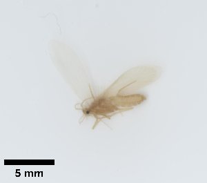  ( - UCOL_0492)  @11 [ ] CreativeCommons  Attribution Non-Commercial Share-Alike (2023) Unspecified Brigham Young University