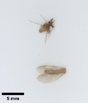  ( - UCOL_1495)  @11 [ ] CreativeCommons  Attribution Non-Commercial Share-Alike (2024) Unspecified Brigham Young University