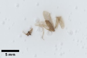  ( - UCOL_1496)  @11 [ ] CreativeCommons  Attribution Non-Commercial Share-Alike (2024) Unspecified Brigham Young University