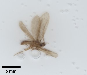  ( - UCOL_1498)  @11 [ ] CreativeCommons  Attribution Non-Commercial Share-Alike (2024) Unspecified Brigham Young University