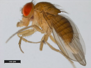  (Drosophila santomea - 14021-0271.00)  @11 [ ] Copyright (2011) CBG Photography Group Centre for Biodiversity Genomics