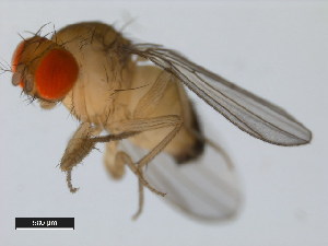  (Drosophila pseudotakahashii - 14022-0301.02)  @11 [ ] Copyright (2011) CBG Photography Group Centre for Biodiversity Genomics