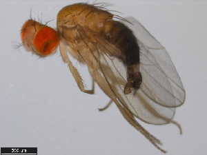  (Drosophila lucipennis - 14023-0331.02)  @11 [ ] Copyright (2011) CBG Photography Group Centre for Biodiversity Genomics