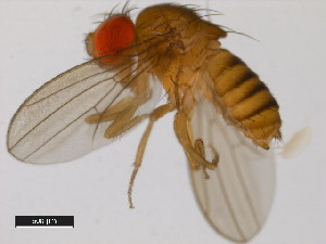  (Drosophila kanapiae - 14028-0541.00)  @11 [ ] Copyright (2011) CBG Photography Group Centre for Biodiversity Genomics
