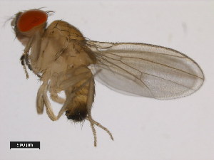  (Drosophila rufa - 14028-0661.03)  @11 [ ] Copyright (2011) CBG Photography Group Centre for Biodiversity Genomics