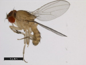  (Drosophila pectinifera - 14028-0731.00)  @11 [ ] Copyright (2011) CBG Photography Group Centre for Biodiversity Genomics