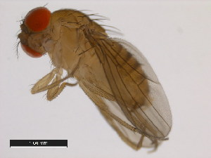  (Drosophila capricorni - 14030-0721.02)  @11 [ ] Copyright (2011) CBG Photography Group Centre for Biodiversity Genomics
