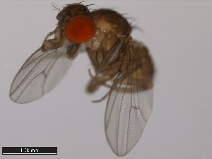  (Drosophila saltans - 14045-0911.00)  @13 [ ] CreativeCommons - Attribution Non-Commercial Share-Alike (2011) ANIC/BIO Photography Group ANIC/Centre for Biodiversity Genomics