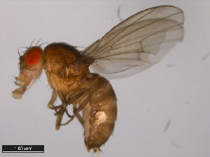 (Drosophila americana - 15010-0951.05)  @11 [ ] CreativeCommons - Attribution Non-Commercial Share-Alike (2011) ANIC/BIO Photography Group ANIC/Centre for Biodiversity Genomics