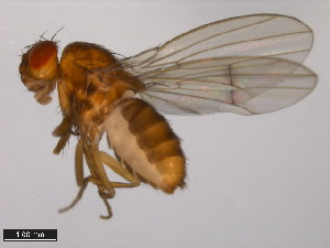  (Drosophila flavomontana - 15010-0981.03)  @11 [ ] CreativeCommons - Attribution Non-Commercial Share-Alike (2011) ANIC/BIO Photography Group ANIC/Centre for Biodiversity Genomics