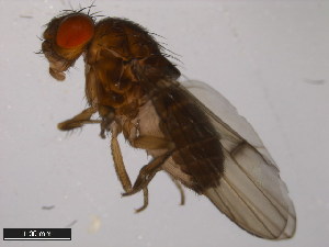  (Drosophila americana - 15010-1041.34)  @11 [ ] CreativeCommons - Attribution Non-Commercial Share-Alike (2011) ANIC/BIO Photography Group ANIC/Centre for Biodiversity Genomics