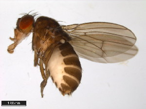  (Drosophila sordidula - 15020-1121.01)  @11 [ ] CreativeCommons - Attribution Non-Commercial Share-Alike (2011) ANIC/BIO Photography Group ANIC/Centre for Biodiversity Genomics