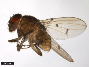  (Drosophila talamancana - 15040-1191.00)  @11 [ ] CreativeCommons - Attribution Non-Commercial Share-Alike (2011) ANIC/BIO Photography Group ANIC/Centre for Biodiversity Genomics