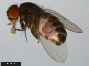  (Drosophila borborema - 15081-1281.04)  @11 [ ] CreativeCommons - Attribution Non-Commercial Share-Alike (2011) ANIC/BIO Photography Group ANIC/Centre for Biodiversity Genomics