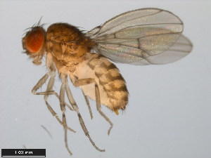  (Drosophila meridionalis - 15081-1344.00)  @11 [ ] CreativeCommons - Attribution Non-Commercial Share-Alike (2011) ANIC/BIO Photography Group ANIC/Centre for Biodiversity Genomics
