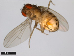  (Drosophila mulleri - 15081-1371.01)  @11 [ ] CreativeCommons - Attribution Non-Commercial Share-Alike (2011) ANIC/BIO Photography Group ANIC/Centre for Biodiversity Genomics
