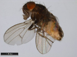  (Drosophila nigricruria - 15081-1381.06)  @11 [ ] CreativeCommons - Attribution Non-Commercial Share-Alike (2011) ANIC/BIO Photography Group ANIC/Centre for Biodiversity Genomics